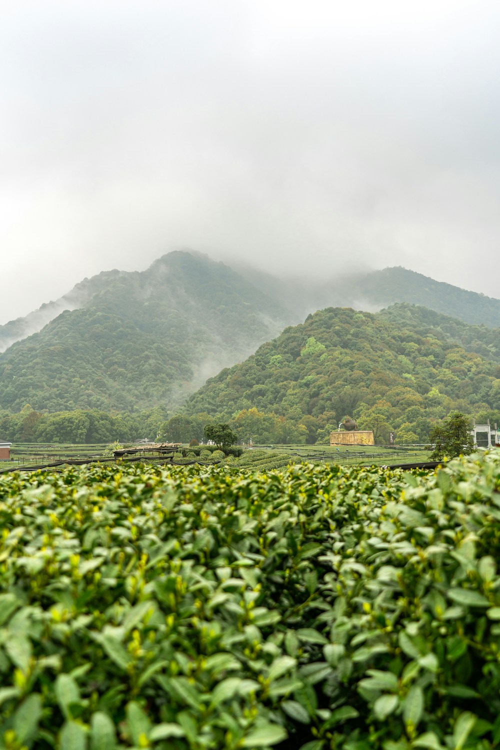 山间层叠的绿色茶园